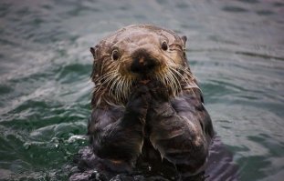 Выдры убили крокодила, который на них напал