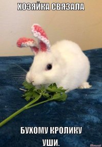 Хозяйка связала безухому кролику новые ушки