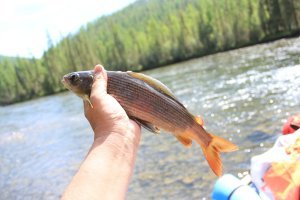 Ели и "нормальную" рыбу, но карасей тоже люблю!