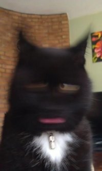 Зверские фото