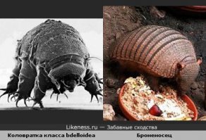 " ...  абстрагироваться от уголовных и террористических мотивов, а окунуться в более глубинные пласты того, что могло привести к трагедии ПОДОБНОЙ в керченском колледже. "

- и не стыдно, тебе, такое писАть  

наверное коловратки в твоих 23 пар хромосом затесались.