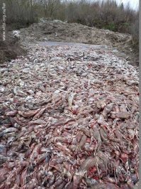 Животные где то там умирают? Да кому какое дело, если под боком их вон сколько валяется.