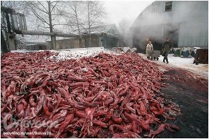 Животные где то там умирают? Да кому какое дело, если под боком их вон сколько валяется.