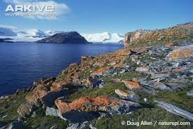 Даже летом в Антарктиде никогда не бывает выше  30. Здесь не могут существовать многие обычные бактерии, а чтобы просто выйти на улицу, здесь приходится надевать несколько слоев теплой одежды, специальную обувь, объемные варежки и очки   все вместе это не легче, чем костюм астронавта. 
Фото летней Антарктиды:)