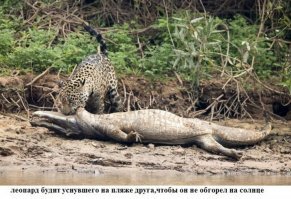 Подборка замечательных фотографий, и неожиданных примеров дружбы между животными