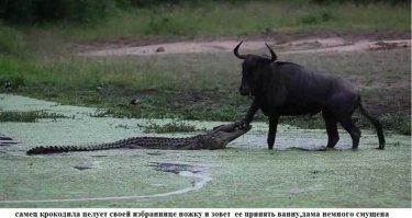 Подборка замечательных фотографий, и неожиданных примеров дружбы между животными