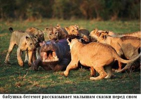 Подборка замечательных фотографий, и неожиданных примеров дружбы между животными