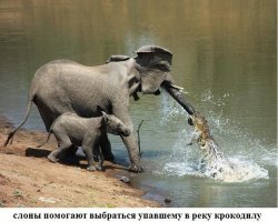 Подборка замечательных фотографий, и неожиданных примеров дружбы между животными