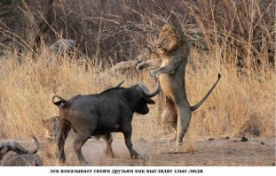 Подборка замечательных фотографий, и неожиданных примеров дружбы между животными