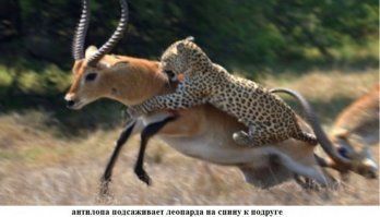 Подборка замечательных фотографий, и неожиданных примеров дружбы между животными