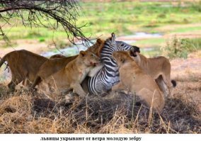 Подборка замечательных фотографий, и неожиданных примеров дружбы между животными