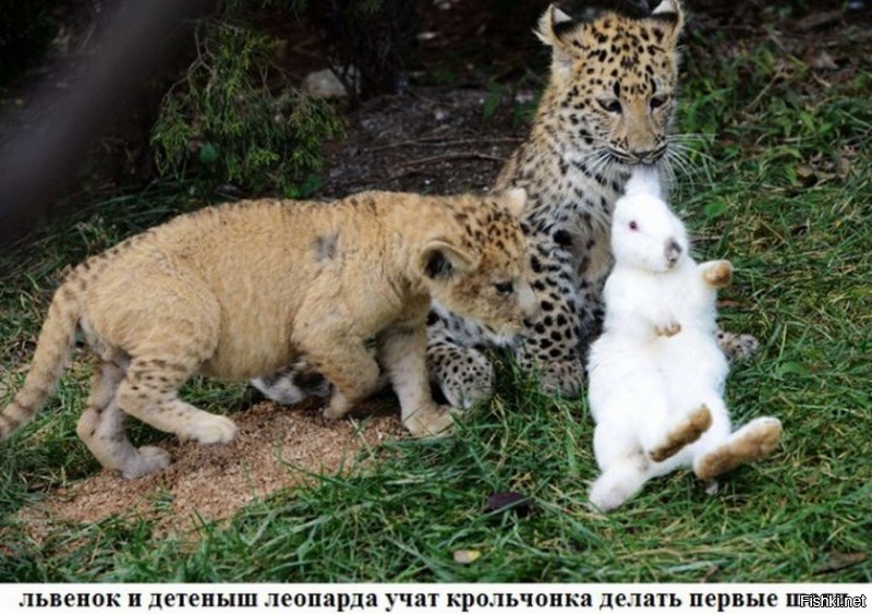 Подборка замечательных фотографий, и неожиданных примеров дружбы между животными