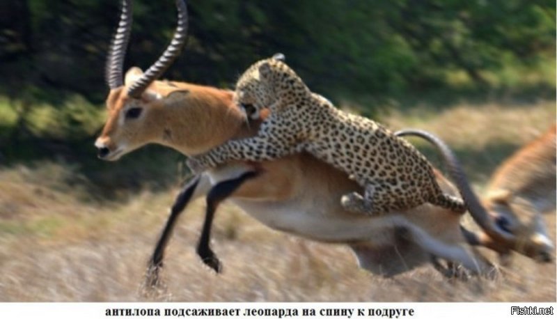 Подборка замечательных фотографий, и неожиданных примеров дружбы между животными