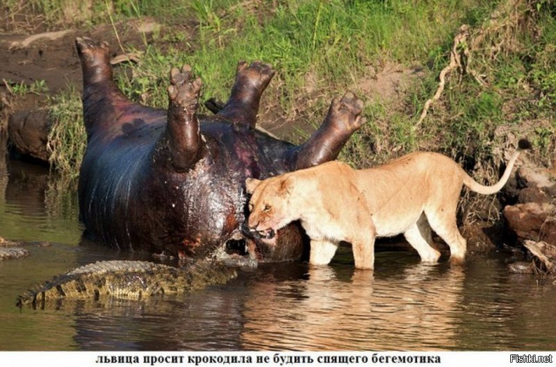 Подборка замечательных фотографий, и неожиданных примеров дружбы между животными