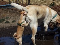 Да без проблем.
Народ, обратите внимание как хренодел сиРОЖА гадил в моих постах под твинком Великий Покурюка (комк насрал покурюка знайте это Казуальный Хреносос) 
А гадить я тебе буду потому что ты гад и сволочь ты считал себя тут повелителем чужой кармы а теперь унижено ползаешь в ТП и пытаешься лизнуть сапог который гриша по колено тебе в недра загнал, ты говно как человек, жополиз и по жизни тоже.