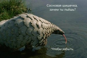 Панголины