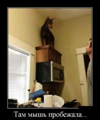 Пёс испытал шок и застыл с костью в зубах, увидев нечто в квартире своей хозяйки