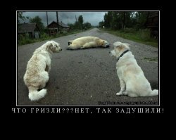 Гризли