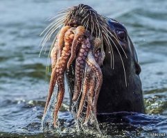 Выплюнь каку, чудище членоротое)