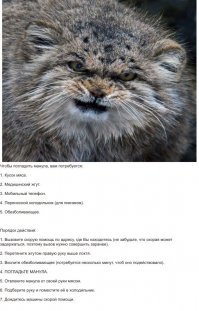 Мануленок Дарья