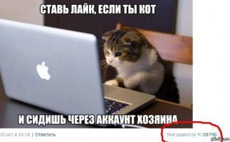 Удочерённая кошкой рысь переросла «маму» в Новосибирском зоопарке