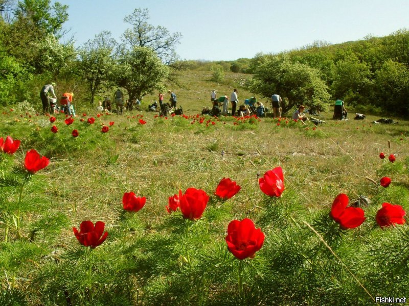 Была три раза в Крыму: 2009, 2010, 2012. Май-июнь, походы с украинскими группами. Платишь копеечку, ну тысячи 2-3. Тебя ведут, кормят. Сутки на поезде из Москвы, плацкарта около 2 тыс.  Тишина, красота. Бедненько, но чистенько. На вокзале и на в гостинице при автовокзале в Ялте койкоместо по 50 грн=200 рублей. Черешня у вокзала около 30 рублей. Больше не хочу туда, пусть Крым в моей памяти останется таким.