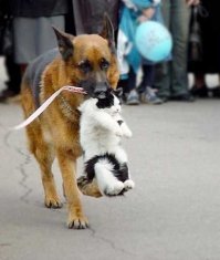 Ну и взгляд у кота.