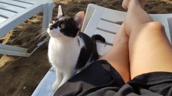 Сегодня снято.  Турция, пляж. Утром шел сильный дождь, дорожки еще не просохли, и местные кошки начали приставать к людям с требованием взять их на лежаки, чтобы обсохнуть. Вот этот ко мне пришел, вылизался, погрелся на солнце и покинул.