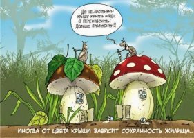 Самые красивые грибы: Фото, факты, описание