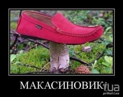 Самые красивые грибы: Фото, факты, описание