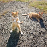 У меня так не получится. У меня два кота и кошка...