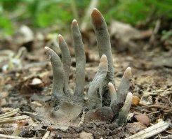 Гриб "Пальцы мертвеца"