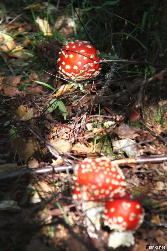 Немножко из моей коллекции этого года - названия, уж простите, не знаю, - просто художественная ценность лишь некоторая

Леса под Питером