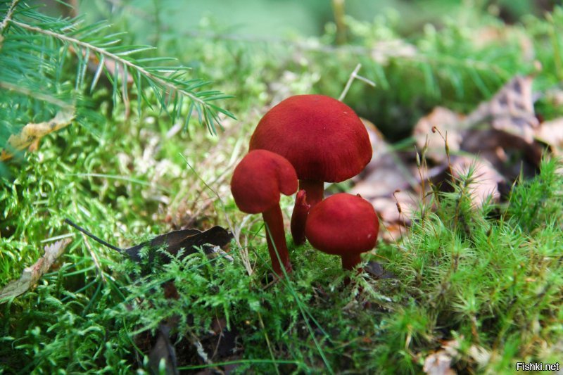 Немножко из моей коллекции этого года - названия, уж простите, не знаю, - просто художественная ценность лишь некоторая

Леса под Питером