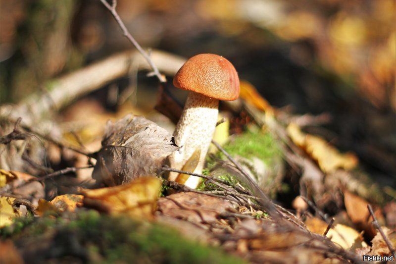 Немножко из моей коллекции этого года - названия, уж простите, не знаю, - просто художественная ценность лишь некоторая

Леса под Питером