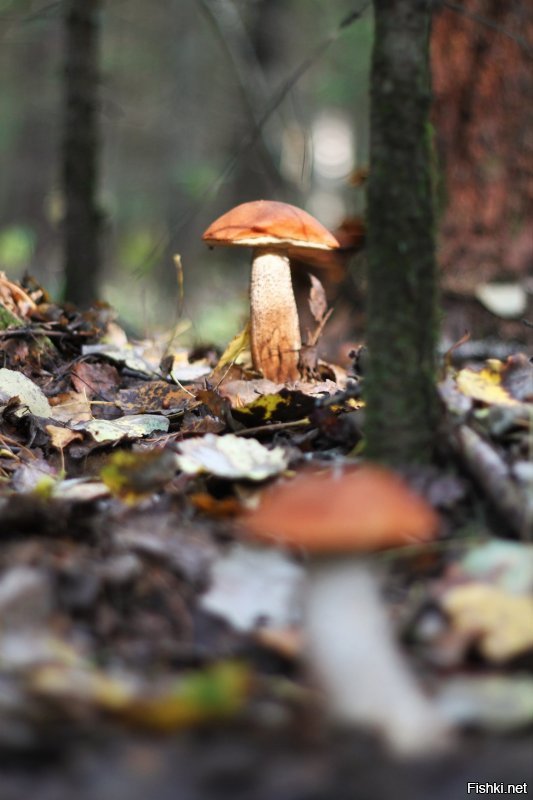 Немножко из моей коллекции этого года - названия, уж простите, не знаю, - просто художественная ценность лишь некоторая

Леса под Питером