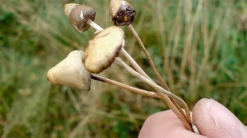 Вот эти ребята тоже неплохую картинку дают