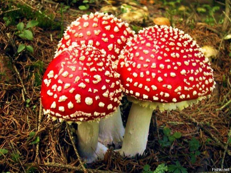 Красота грибов, не главное их преимущество. Пелевин хорошо описал современного грибника.