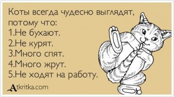 Кошачий фотопозитив