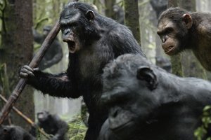 В Индии обезьяны насмерть закидали мужчину кирпичами