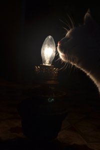 Добрый постыНу раз котоламповый пост,добавлю сюды своего "котолампа")))