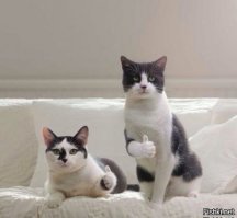 Очень колоритные уличные коты