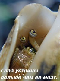 20 бесполезных фактов, так, для общего развития