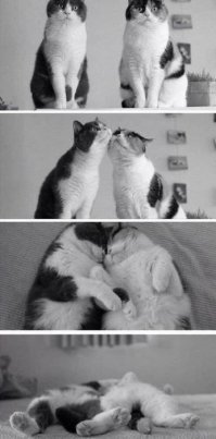 Кошачий фотопозитив