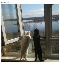 Кошачий фотопозитив