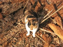 Не совсем уличная кошка... Но, обратите внимание. Какой классный камуфляж. ;)