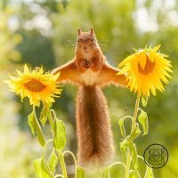 Игривые белки на фотографиях Герта Веггена