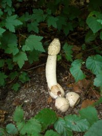 А при виде гриба Весёлка девушки смущаются.