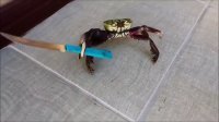 Вот это поздоровались! Не самое приятное знакомство кошки с крабом