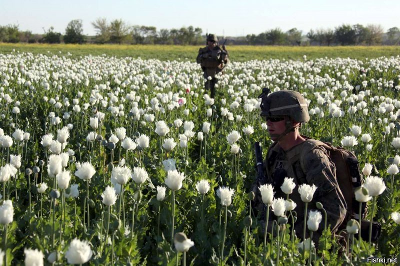 у афганцев теперь другой урожай, благодаря именно этим доставщикам демократии